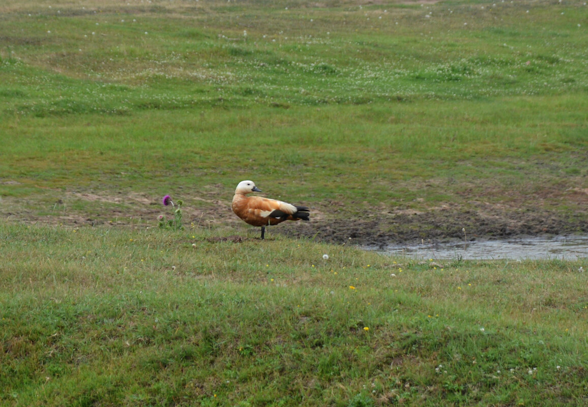 * - Наталья Покацкая