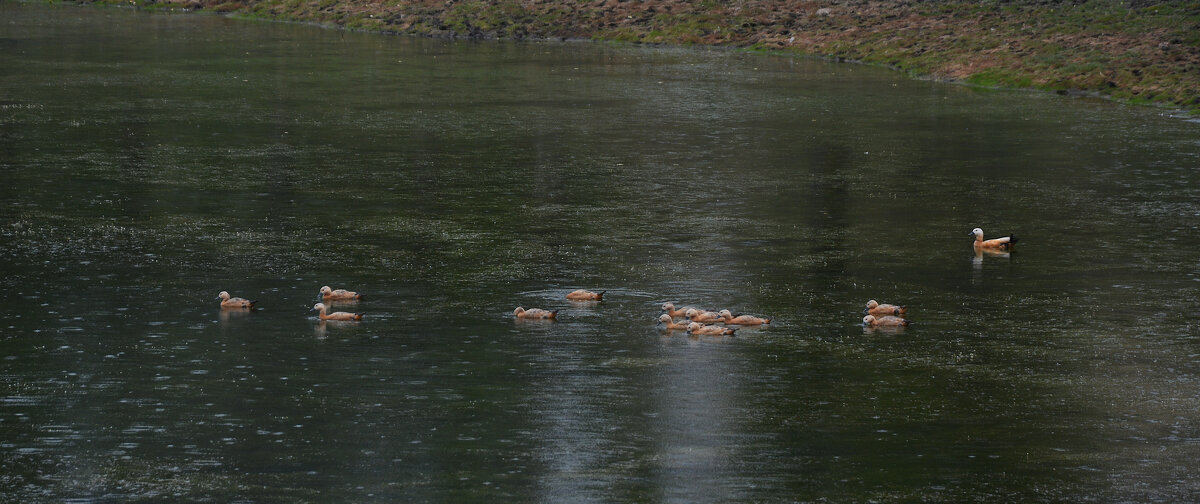 *** - Наталья Покацкая