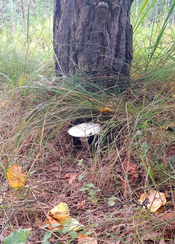 В лесу шампиньончик . - Мила Бовкун