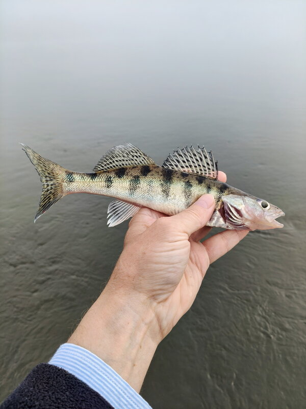 Красавец Бёрш - Валерий Судачок