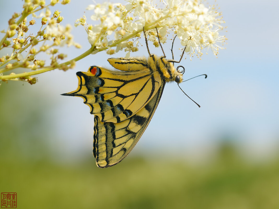 Махаонище - Станислав С.