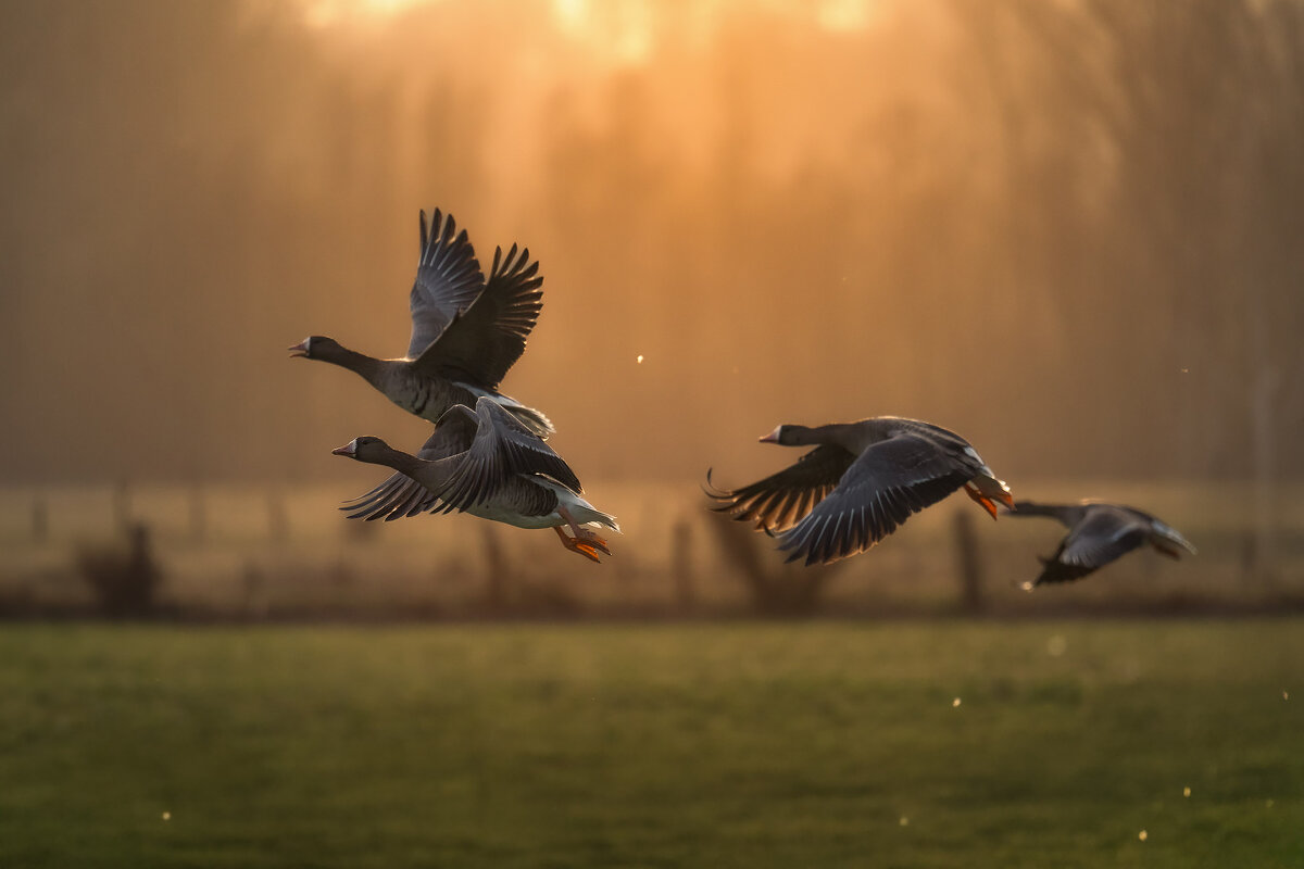Гуси белолобые. На зимовке в Германии - Игорь Геттингер (Igor Hettinger)