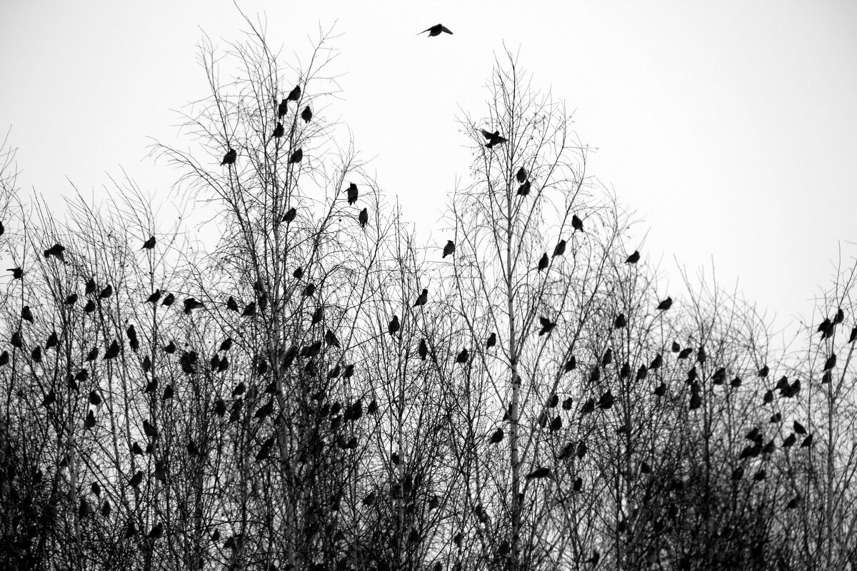 Птицы - Игорь 