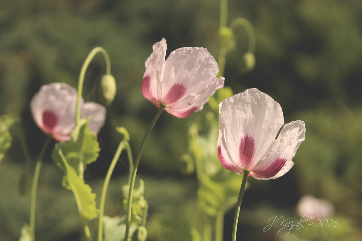 *** - Елена Kазак (selena1965)