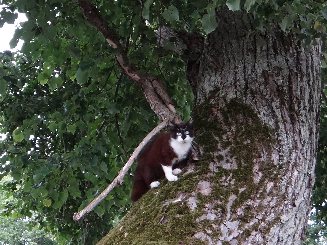 Кот - Антонина Гугаева