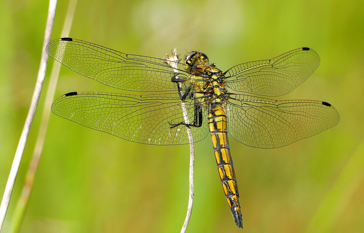 вчерашние стрекозки 4 - Александр Прокудин