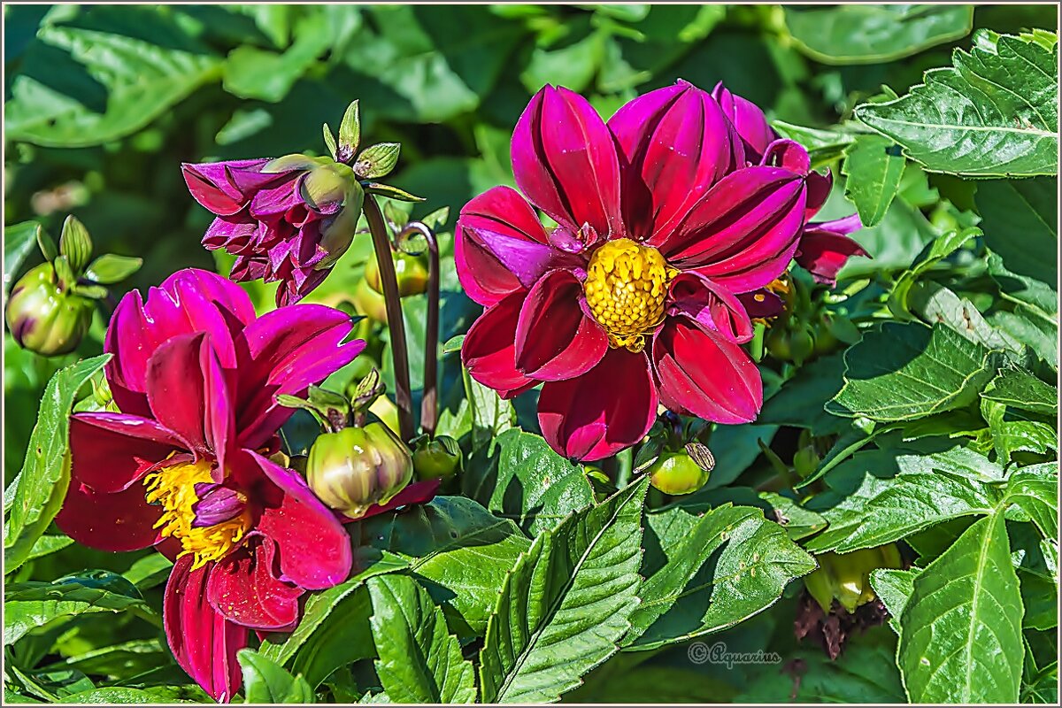 Про цветы... - Aquarius - Сергей