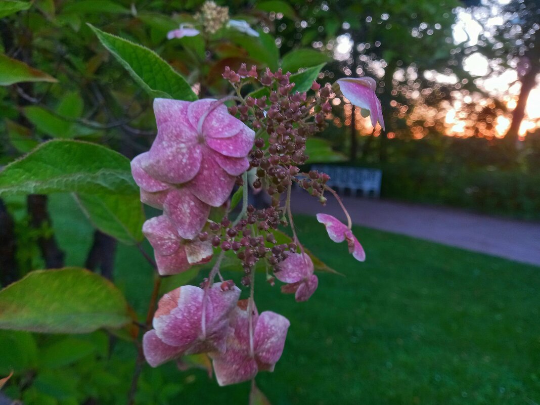 Гортензия - Сапсан 