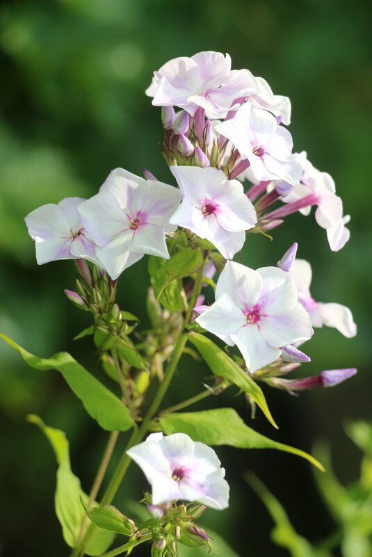 Ну а лето продолжается... - Наталья Герасимова