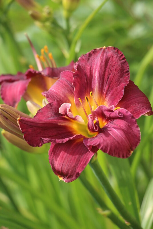 Ну а лето продолжается... - Наталья Герасимова