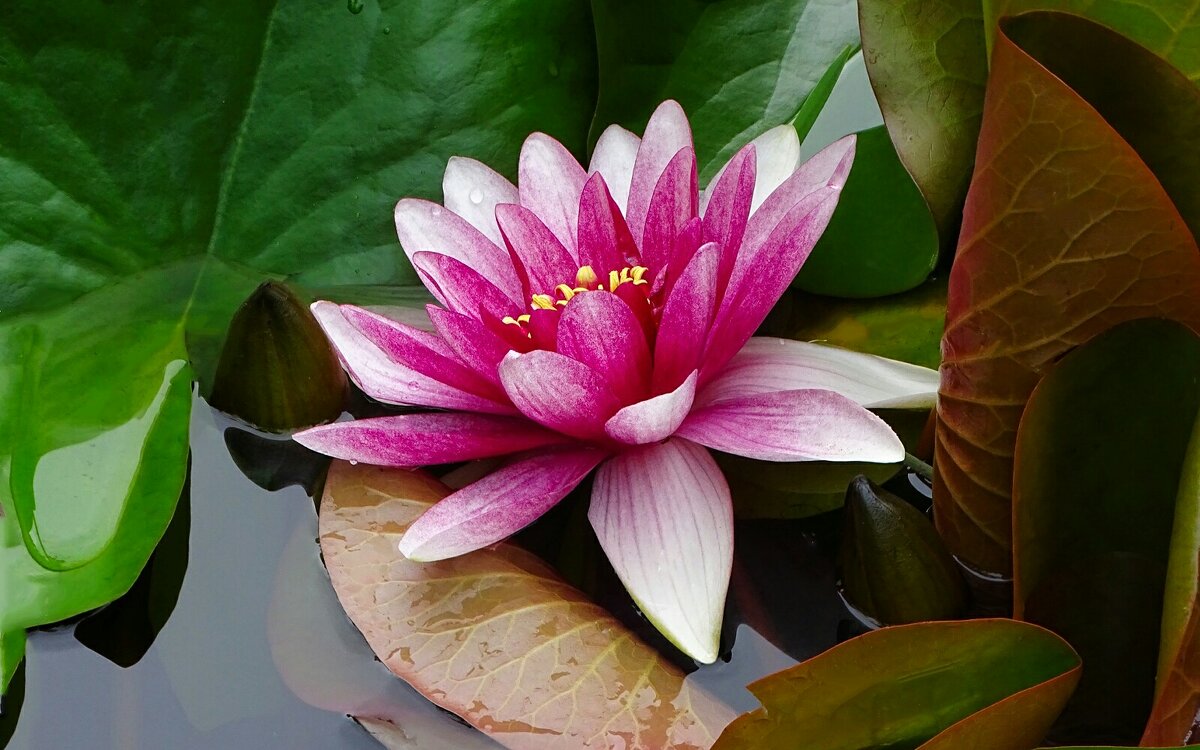 Водяная лилия. - Милешкин Владимир Алексеевич 