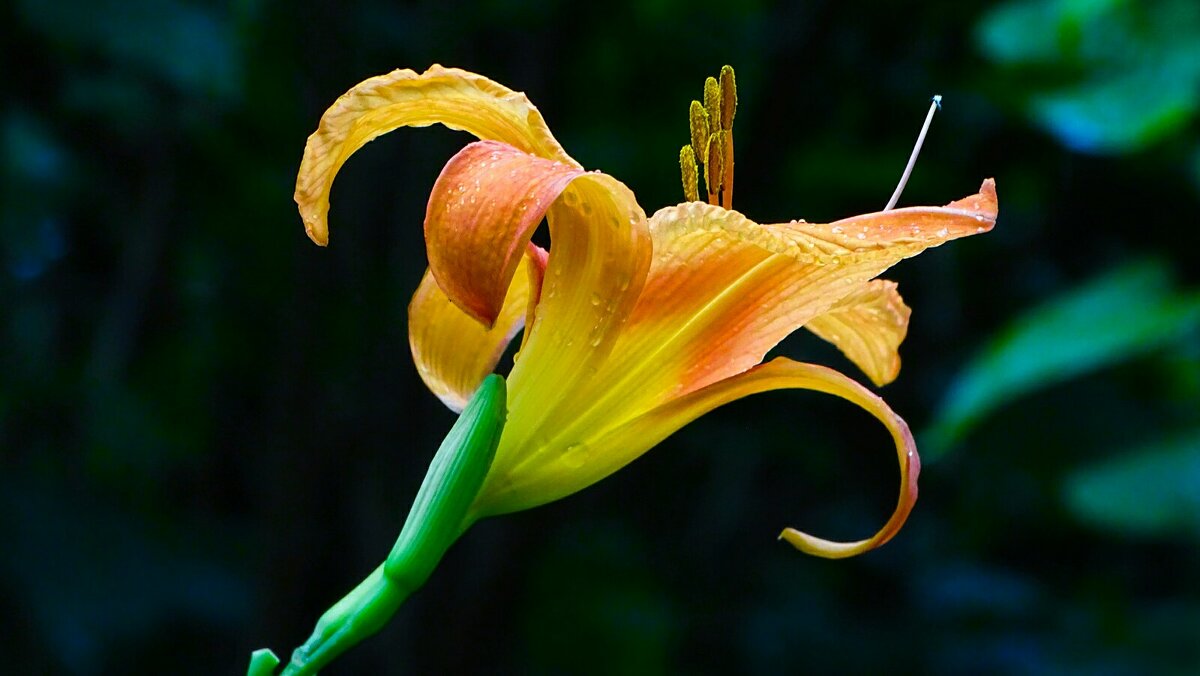 Городская лилия. - Милешкин Владимир Алексеевич Городская лилия. - Милешкин Владимир Алексеевич