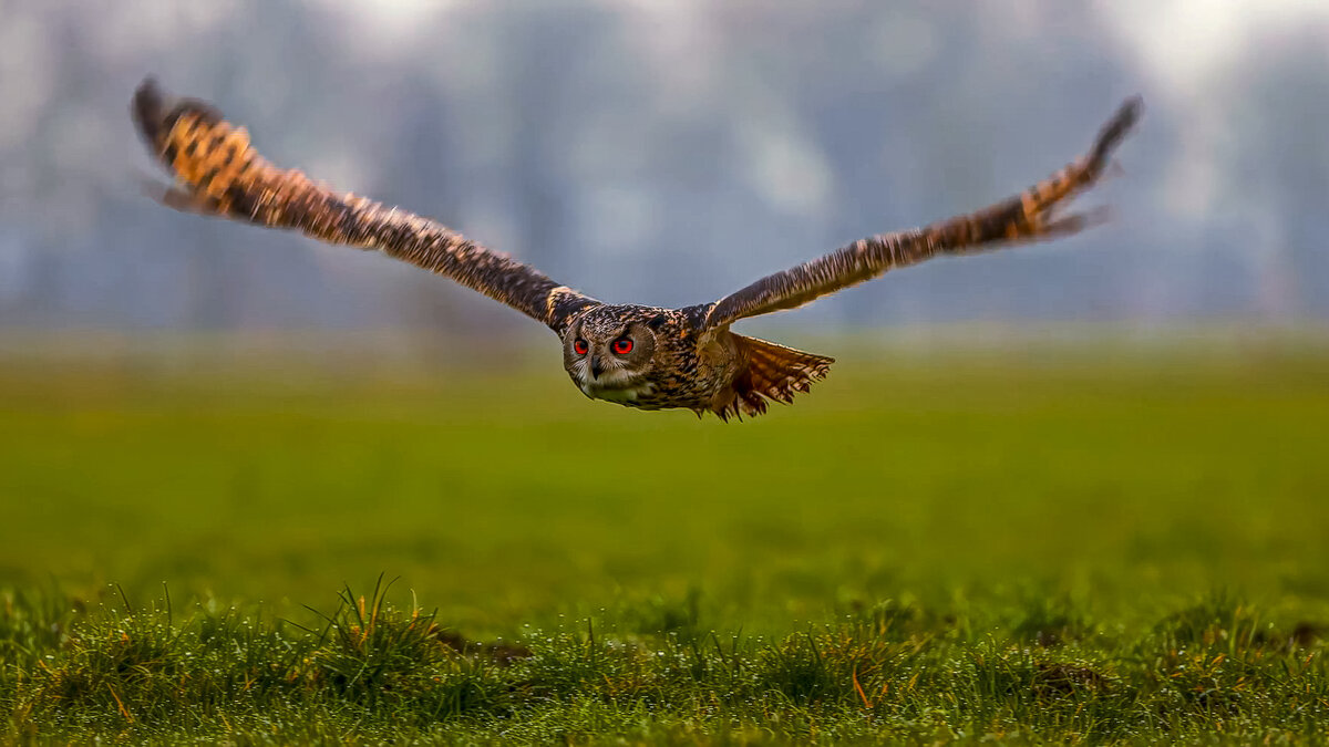 Виргинский филин - Aleksey Afonin