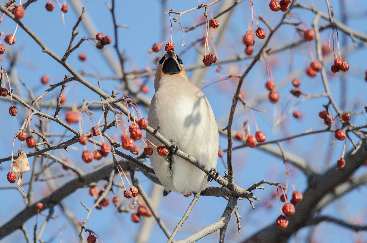 Свиристель - Виктор Иванович Чернюк Свиристель - Виктор Иванович Чернюк