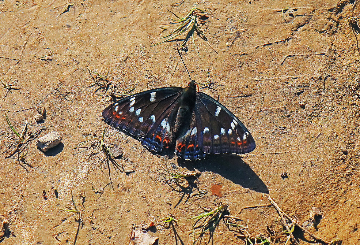 Июль...Бабочка -траурница на речном песке! - Владимир Июль...Бабочка -траурница на речном песке! - Владимир