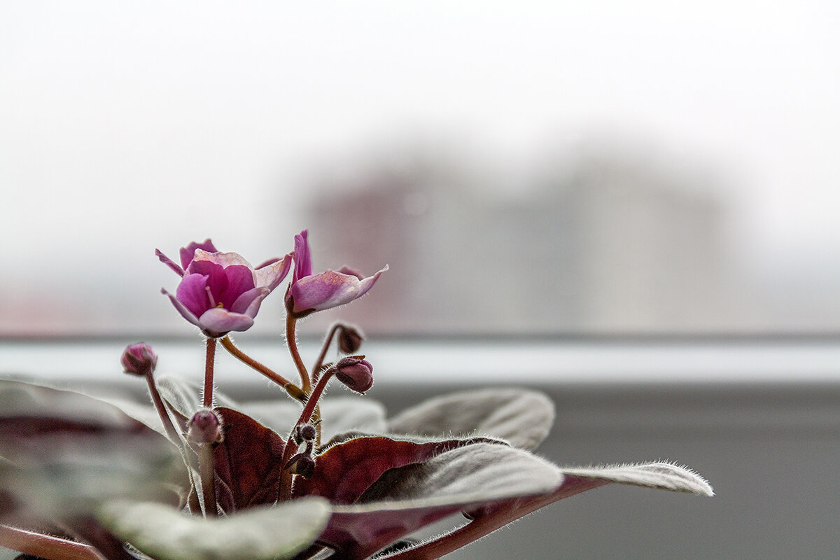 Пионерский - Дмитрий 