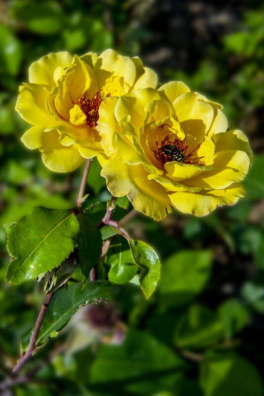 Розы - Анатолий Чикчирный Розы - Анатолий Чикчирный