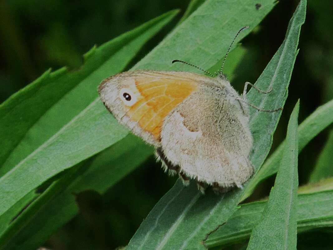 лесное - Елена Шаламова