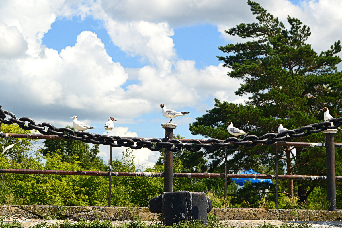 Обские чайки - Татьяна Лютаева