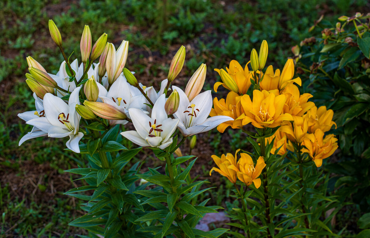 Лилии - Петр 