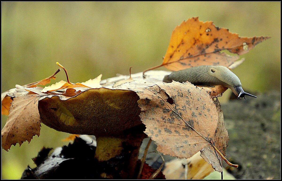 ***Высоковато... - Aleksandr Gal
