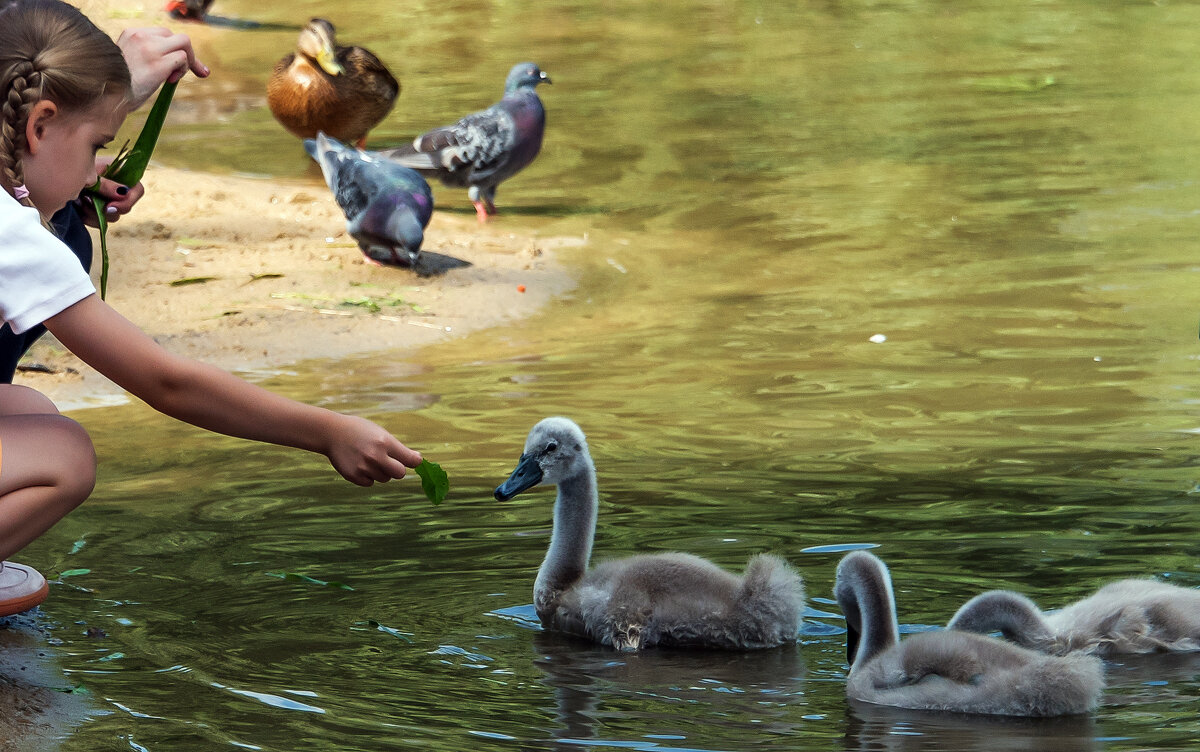Юные лебеди. - Владимир Безбородов