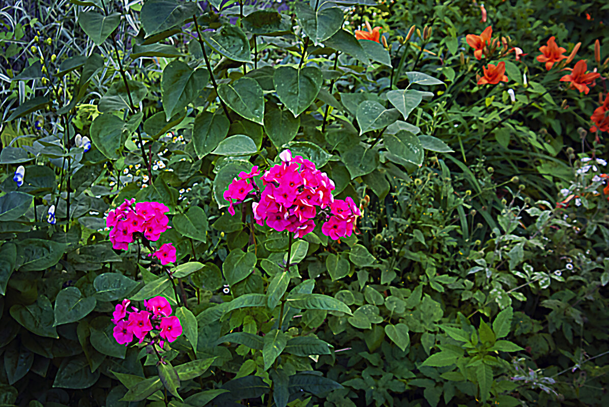 Фотозарисовка с цветами - Владимир Кроливец