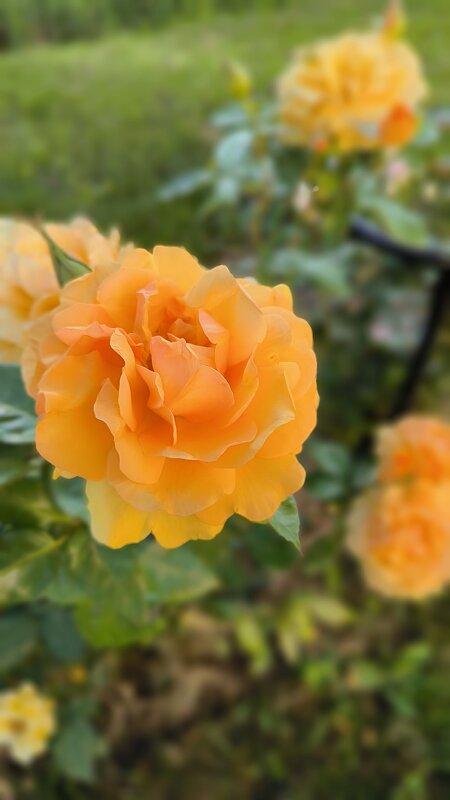 Королева в золотом. - Ольга 