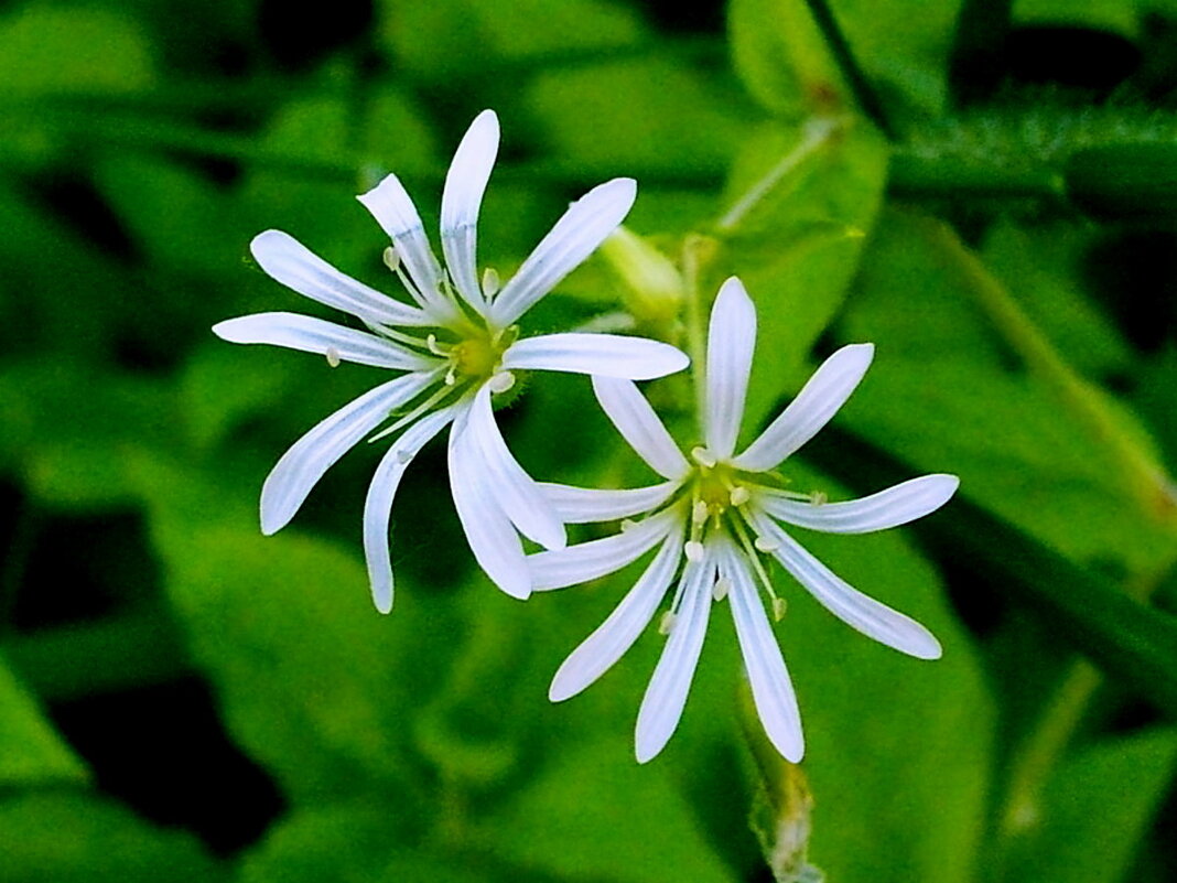 Две звезды. - VasiLina *