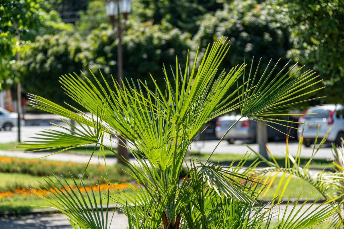 Вашингтония нитеносная - Игорь Сикорский