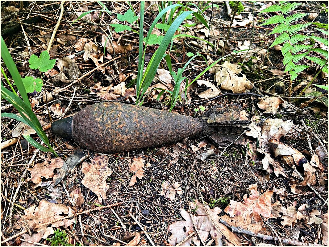 В лесу. От чёрных копателей. - Валерия Комова