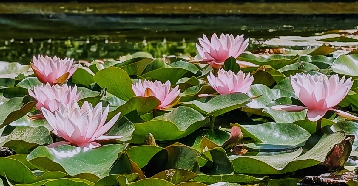 *** - Хэлен ***