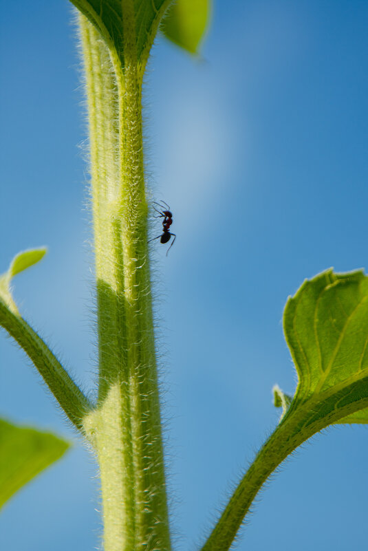 *** - Николай Чекалин