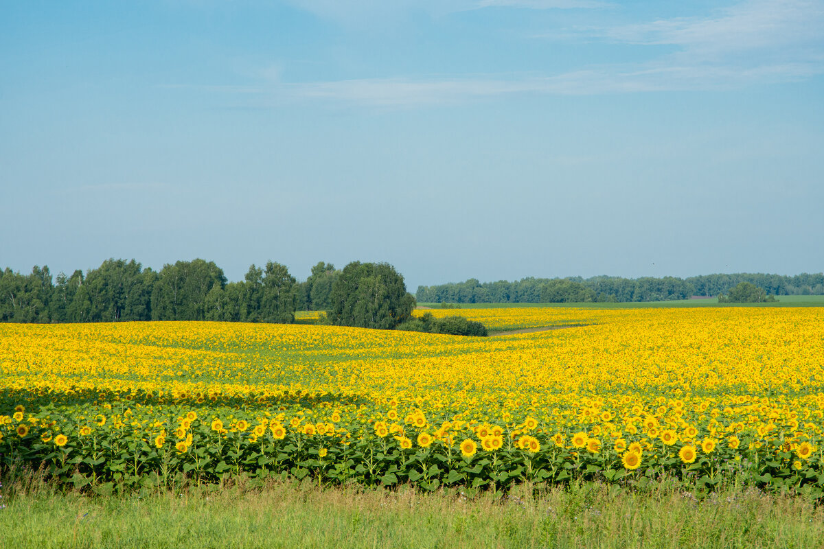 *** - Николай Чекалин