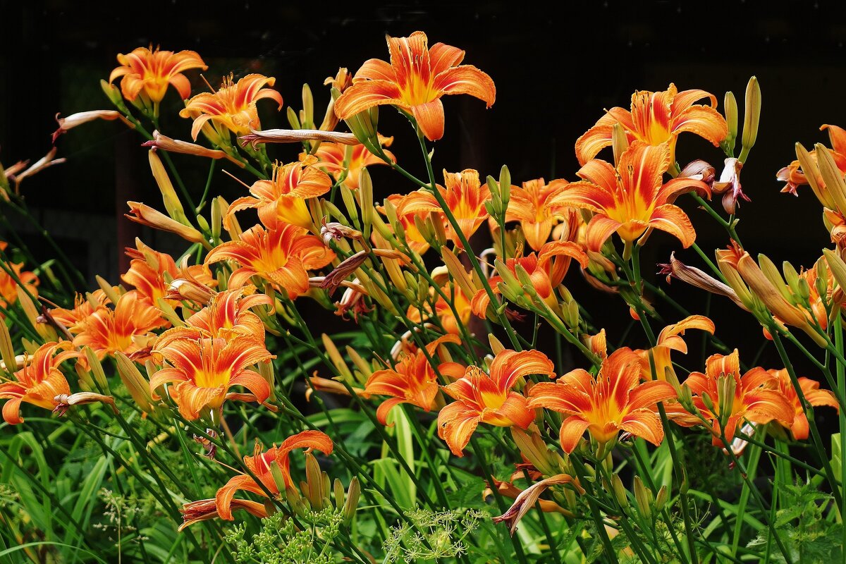 Лилейник - Рита Симонова