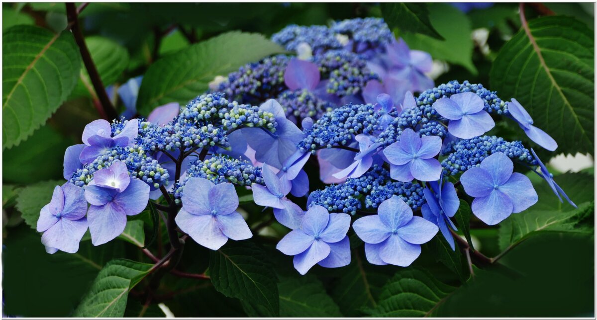 ЭТЮД... - Elvira E. 