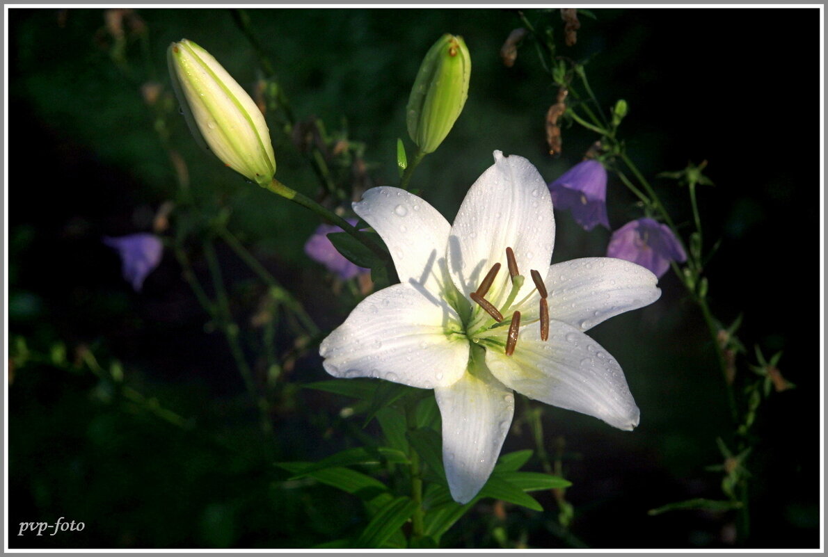 Лилия белоснежная - Владимир Попов