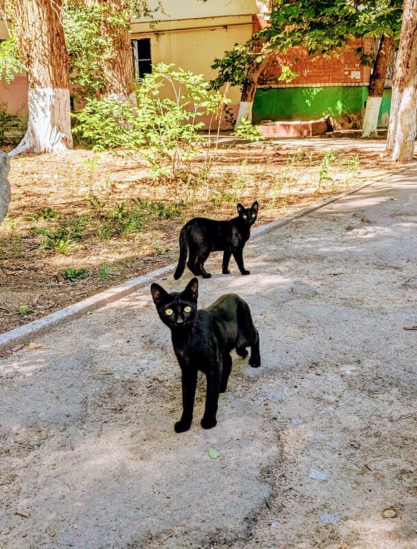 Кошки, кошки. - Лестер Григорьев