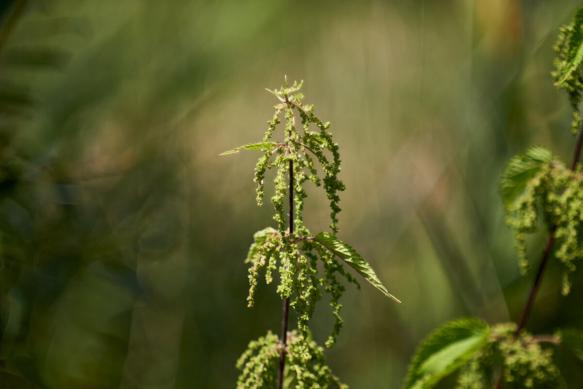 Крапива - Александр Леонов
