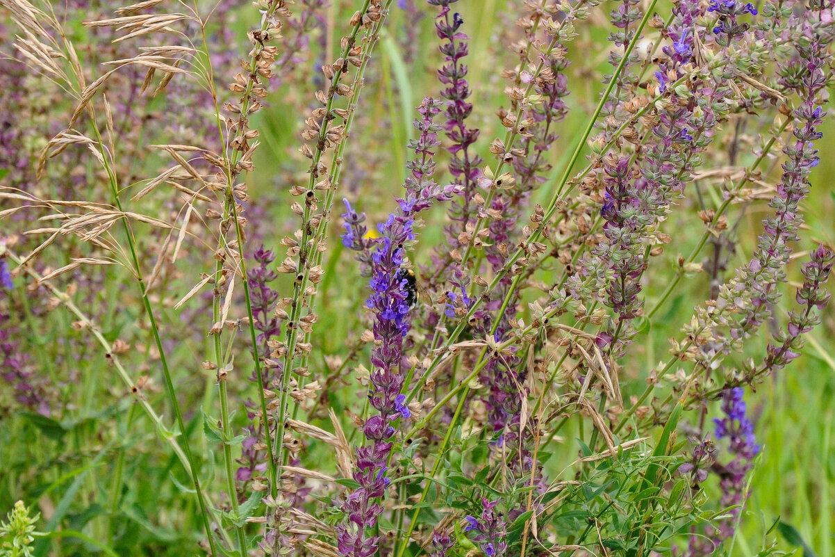 Июльские травы - Татьяна Машошина Июльские травы - Татьяна Машошина