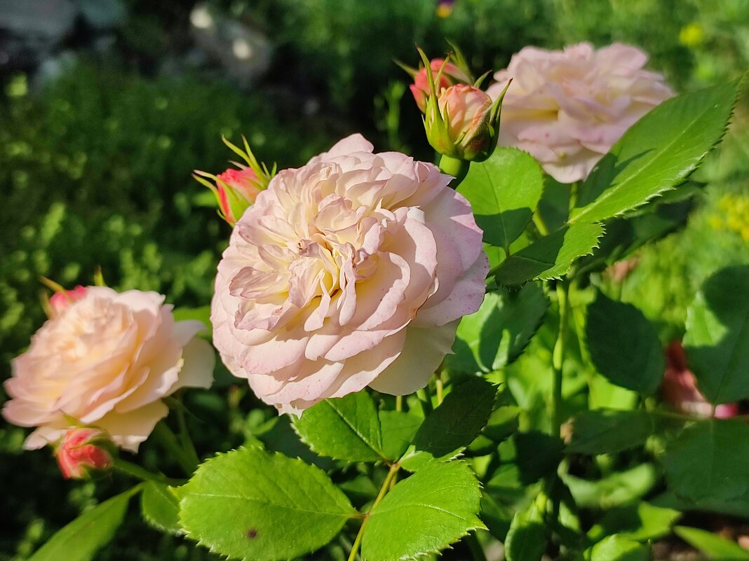 Розы - Валентина Богатко 