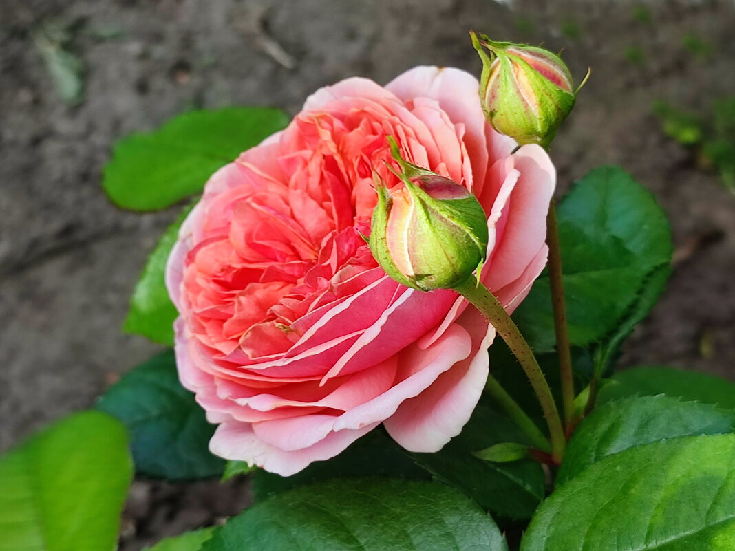 Роза - Валентина Богатко 