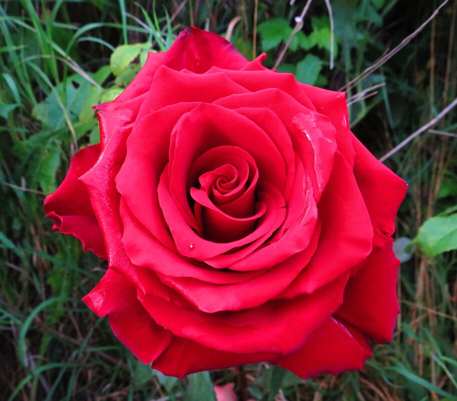 Королева цветов - Андрей Снегерёв Королева цветов - Андрей Снегерёв