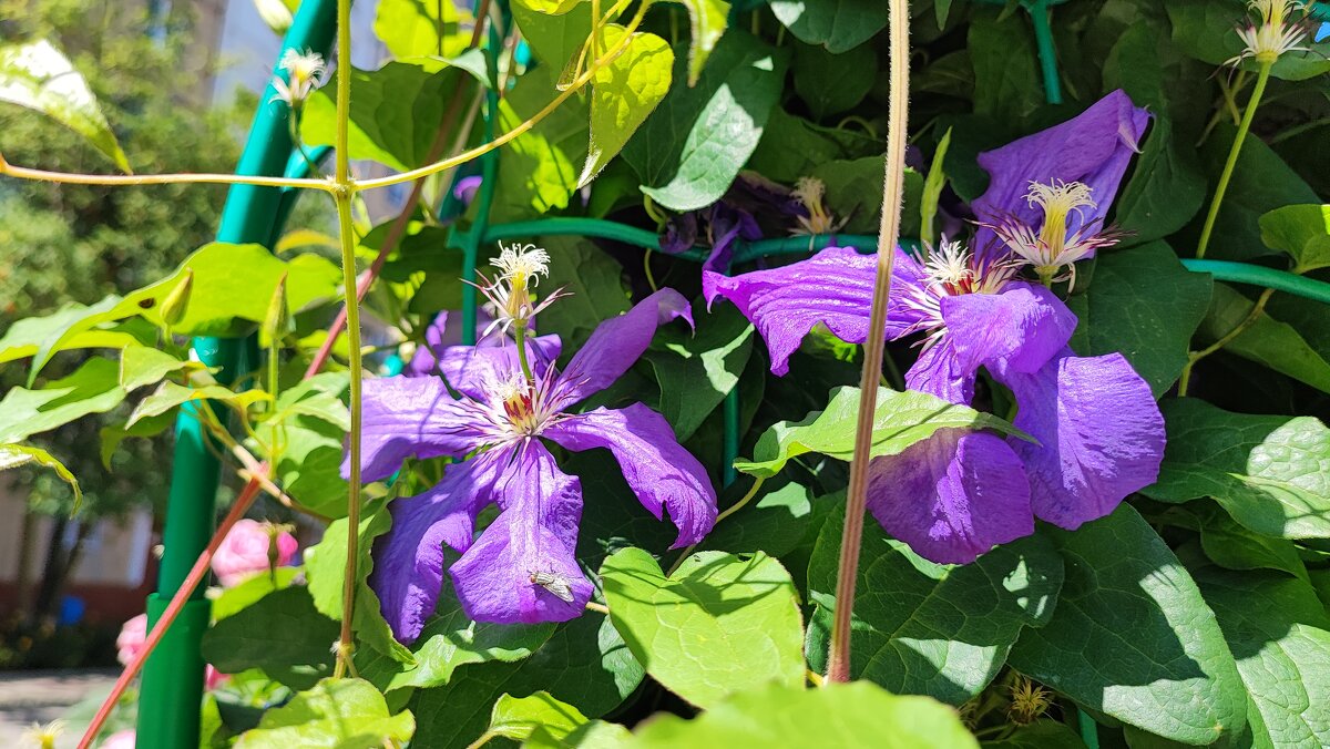 ,,, - Сергей Тимоновский