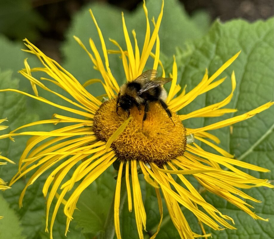 Дела медовые - Анна Камс