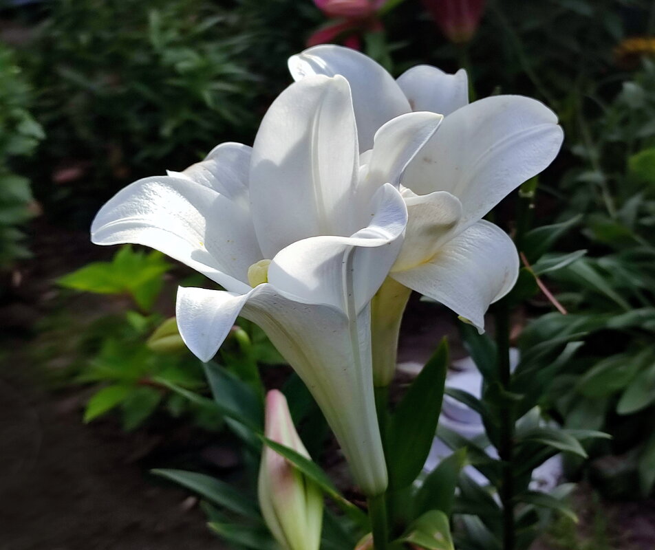 Лилия - Валентина Богатко 