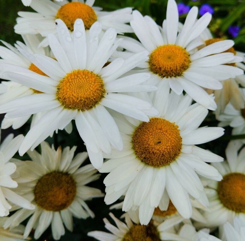 Любит-не любит-любит) - Галина Бобкина