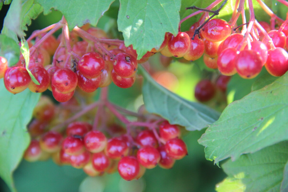 Лето. - Венера Чуйкова