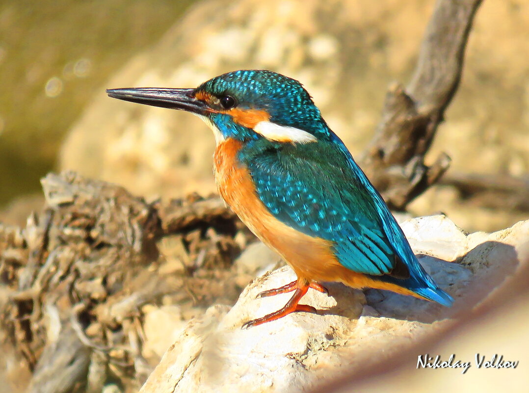 Обычный зимородок - Николай Волков