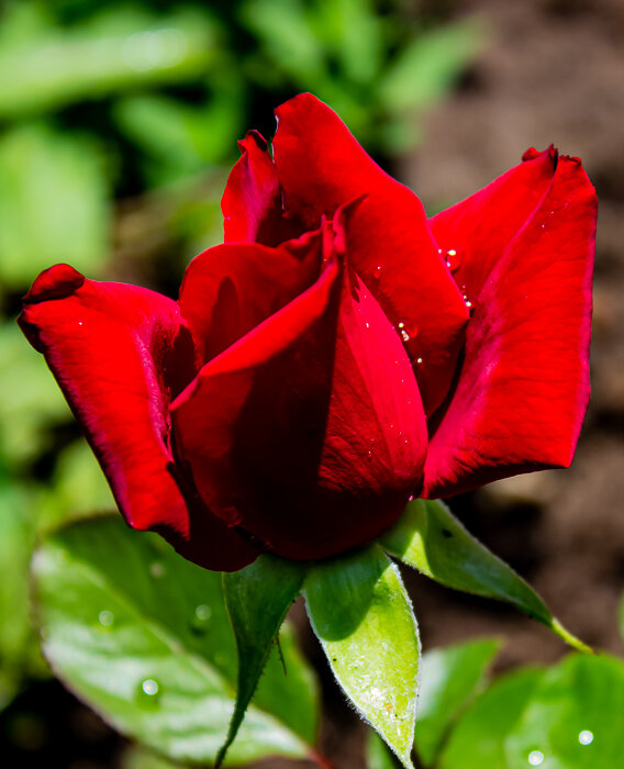 Цветет роза - Светлана SvetNika17 Цветет роза - Светлана SvetNika17